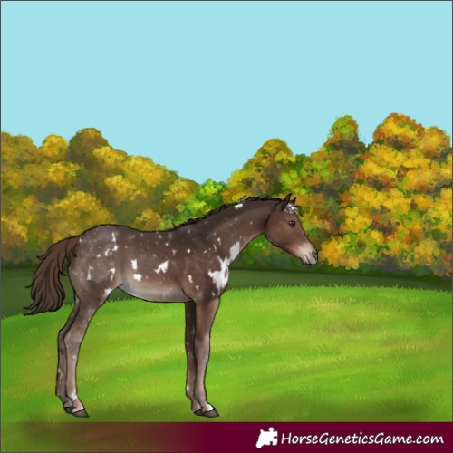Horse Color:White Spotted Liver Chestnut 