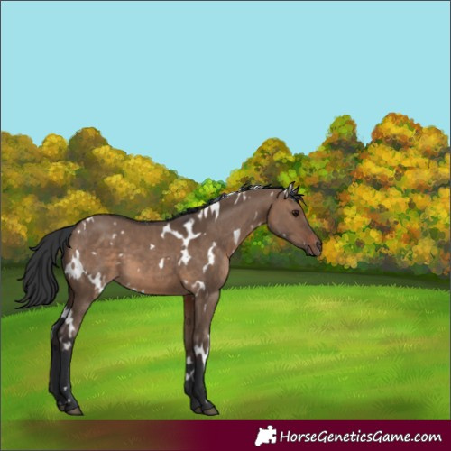 Horse Color:White Spotted Brown Dun 