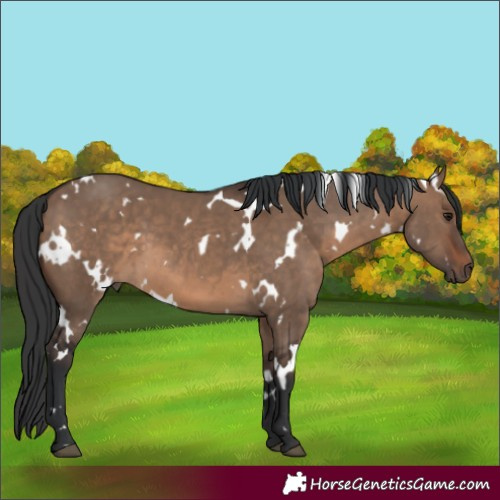 Horse Color:White Spotted Brown Dun 