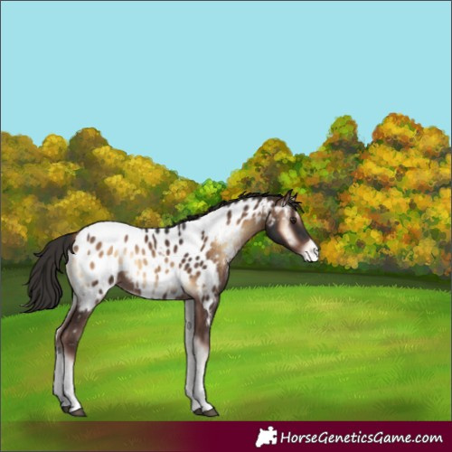 Horse Color:Liver Red Onyx Tobiano Near Leopard 
