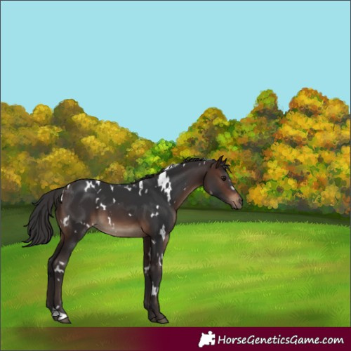 Horse Color:White Spotted Brown
