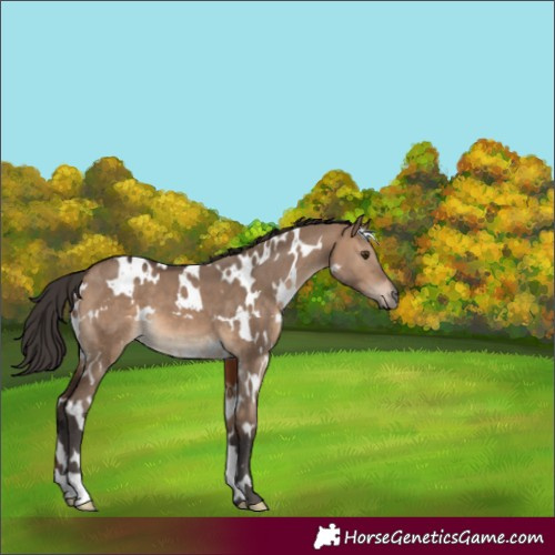 Horse Color:White Spotted Brown Dun
