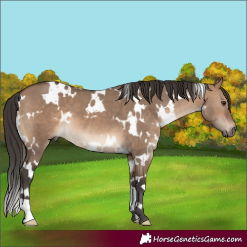 Horse Color:White Spotted Brown Dun