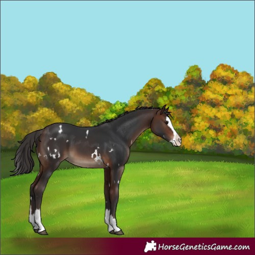 Horse Color:White Spotted Brown Splash 