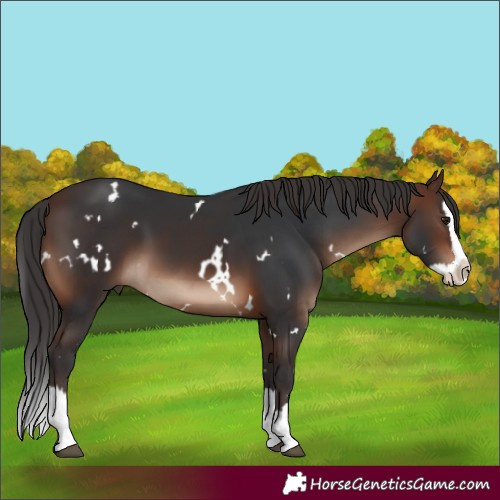 Horse Color:White Spotted Brown Splash