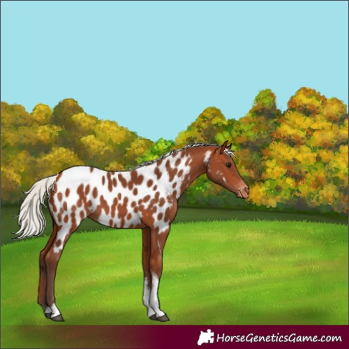 Horse Color:Silver Bay Sabino Tobiano Appaloosa 