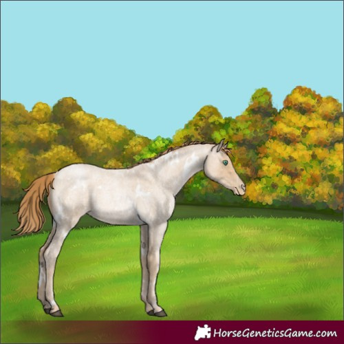 Horse Color:White Spotted Smoky Blue Roan 