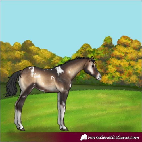 Horse Color:White Spotted Brown Onyx Rabicano 