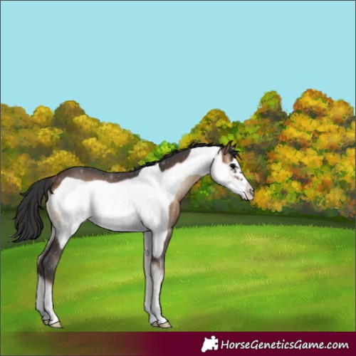 Horse Color:Brown Onyx Frame 