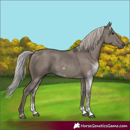 Horse Color:Silver Grullo Sabino Tobiano 