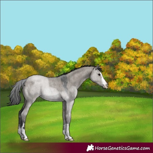 Horse Color:Grullo Roan