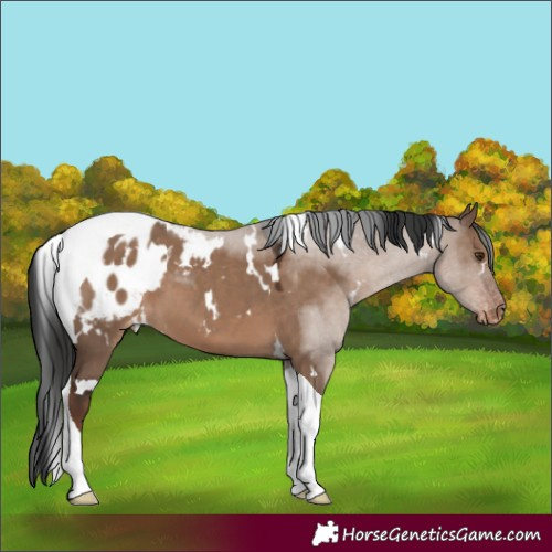 Horse Color:White Spotted Liver Red Dun Tobiano Blanket