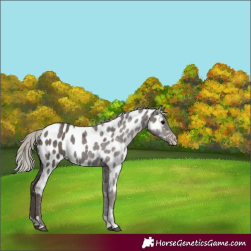 Horse Color:Silver Black Tobiano Appaloosa