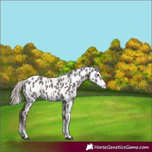 Horse Color:White Spotted Silver Black Tobiano Near Leopard 