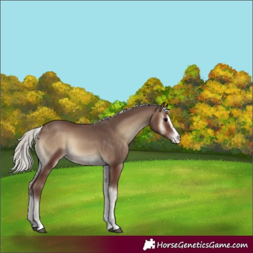 Horse Color:Silver Blue Onyx 