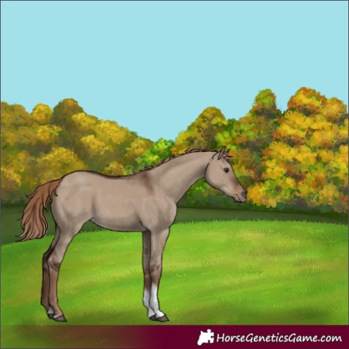 Horse Color:Liver Red Dun Tobiano 