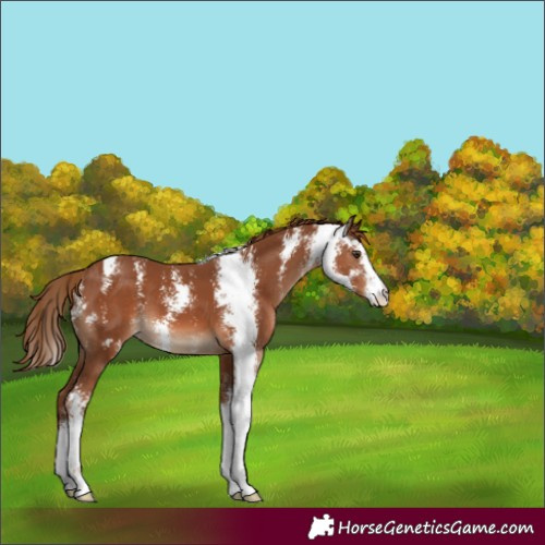 Horse Color:Chestnut Sabino 
