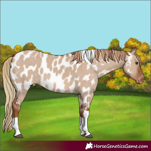 Horse Color:Red Dun Tobiano Near Leopard
