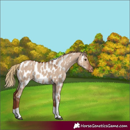 Horse Color:Red Dun Tobiano Appaloosa 