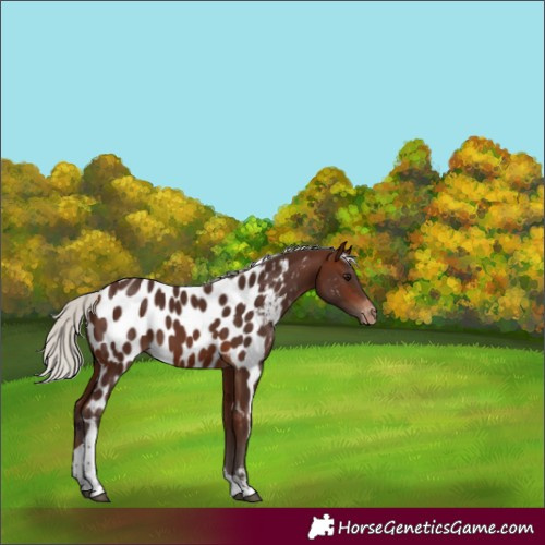 Horse Color:Silver Brown Sabino Tobiano Appaloosa