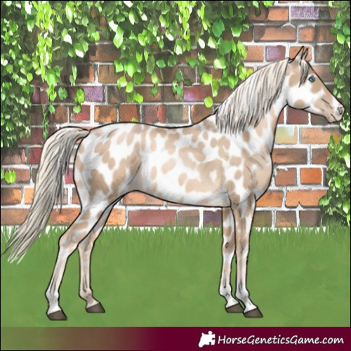 Horse Color:Liver Chestnut Tobiano Appaloosa