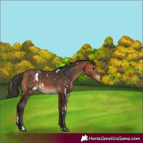 Horse Color:White Spotted Bay 