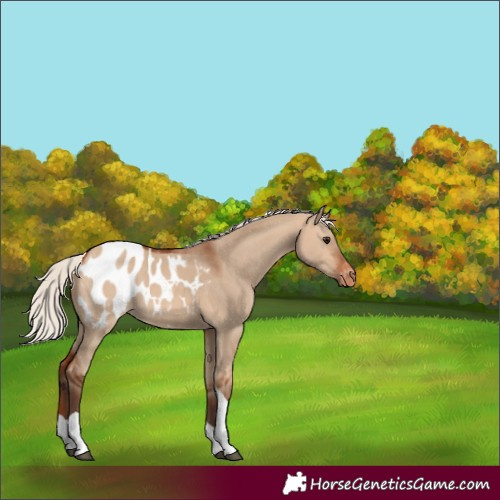 Horse Color:Silver Bay Dun Tobiano Appaloosa 