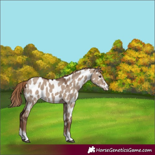 Horse Color:Liver Red Dun Sabino Tobiano Appaloosa Rabicano 