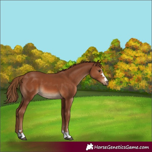 Horse Color:Chestnut 