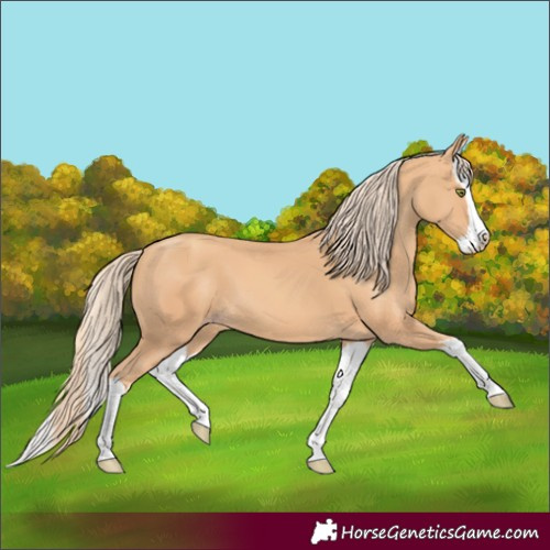 Horse Color:Unknown 