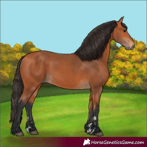 Horse Color:Unknown 