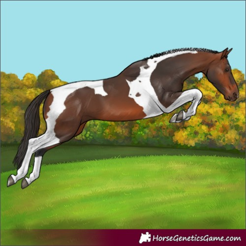 Horse Color:Bay Tobiano 
