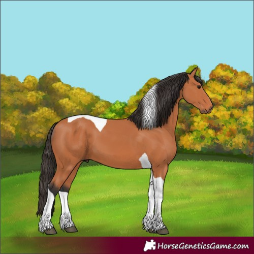 Horse Color:Bay Tobiano