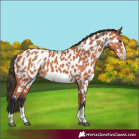 Horse Color:Bay Frame Appaloosa