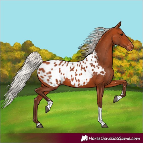 Horse Color:Silver Bay Tobiano Near Leopard