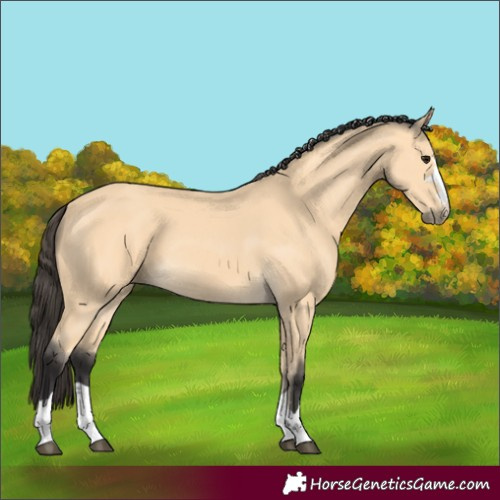 Horse Color:Buckskin