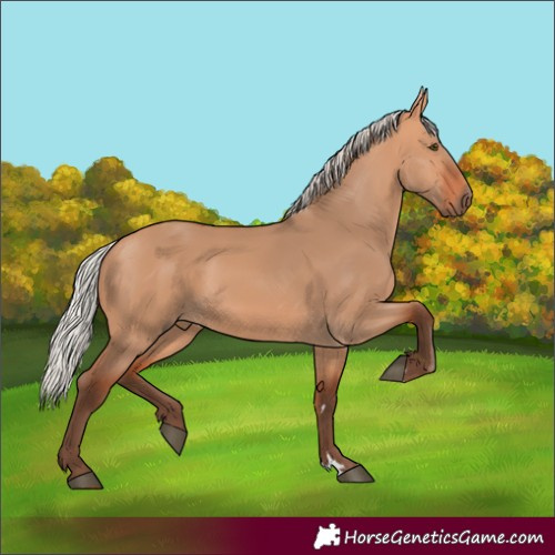 Horse Color:Silver Bay Dun Rabicano 