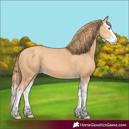 Horse Color:Gold Champagne Splash