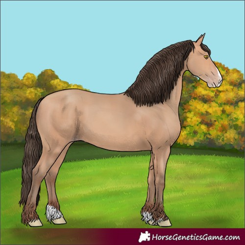 Horse Color:Amber Champagne Splash 