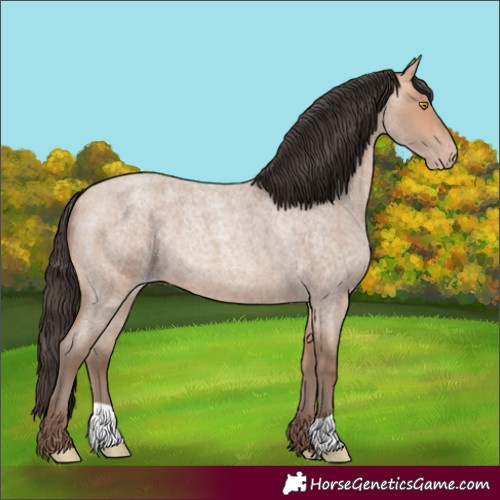 Horse Color:Amber Champagne Roan