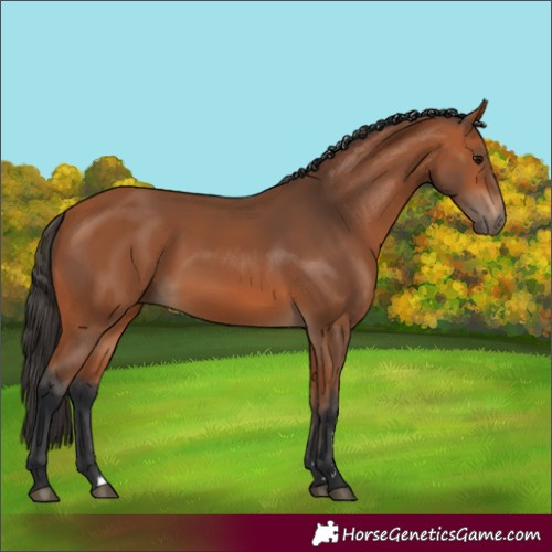 Horse Color:Unknown 