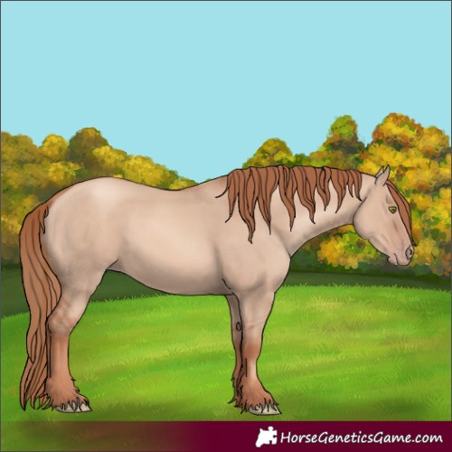 Horse Color:Gold Champagne Dun 