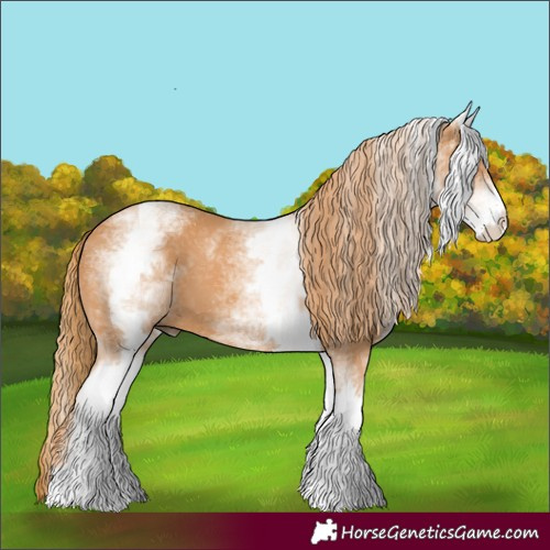 Horse Color:White Spotted Chestnut