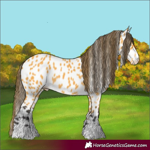 Horse Color:Buckskin Appaloosa
