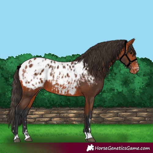 Horse Color:Bay Blanket Rabicano and Bay Blanket Rabicano