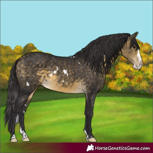 Horse Color:White Spotted Buckskin Splash Rabicano