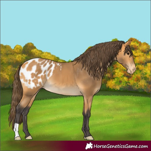 Horse Color:Buckskin Appaloosa 