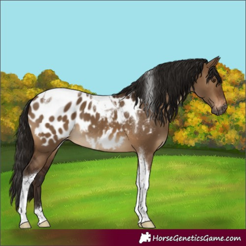 Horse Color:Gray Brown Dun Tobiano Appaloosa
