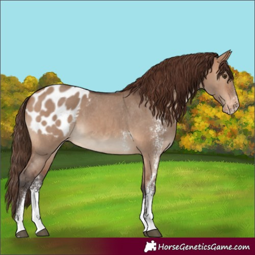 Horse Color:Bay Dun Sabino Appaloosa