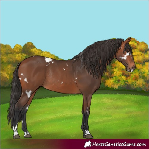 Horse Color:White Spotted Bay Rabicano